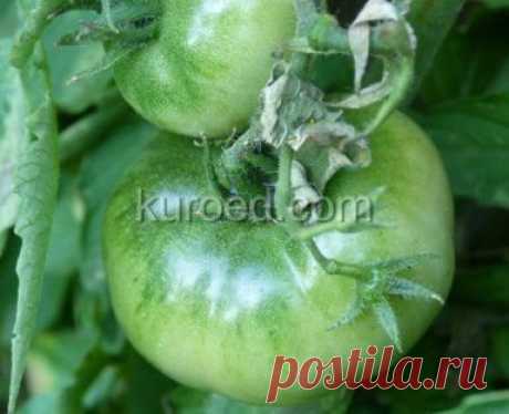 РЕЦЕПТЫ | Варенье из зеленых помидор