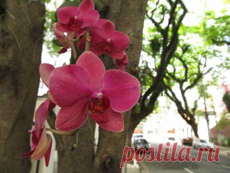 Фото орхидеи, красивые фотографии домашних орхидей.
