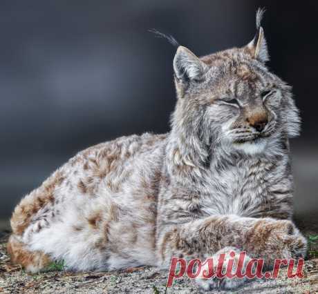 «Жить – хорошо!» Автор фото – Олег Богданов: nat-geo.ru/photo/user/163766/