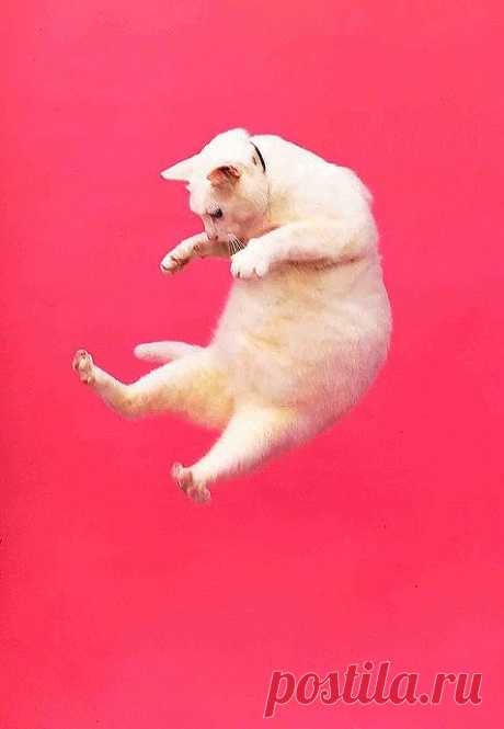 jump jump cat | Flickr - Photo Sharing!