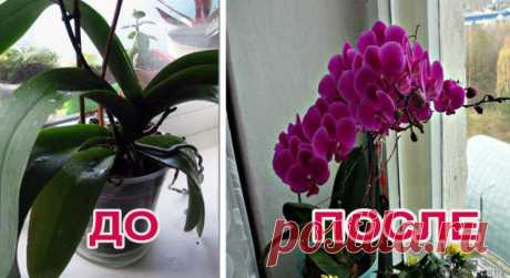 И ваша орхидея будет цвести круглый год. 7 важных секретов по уходу за орхидеями — Мир интересного