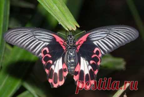 Scarlet swallowtail  |  Pinterest • Всемирный каталог идей