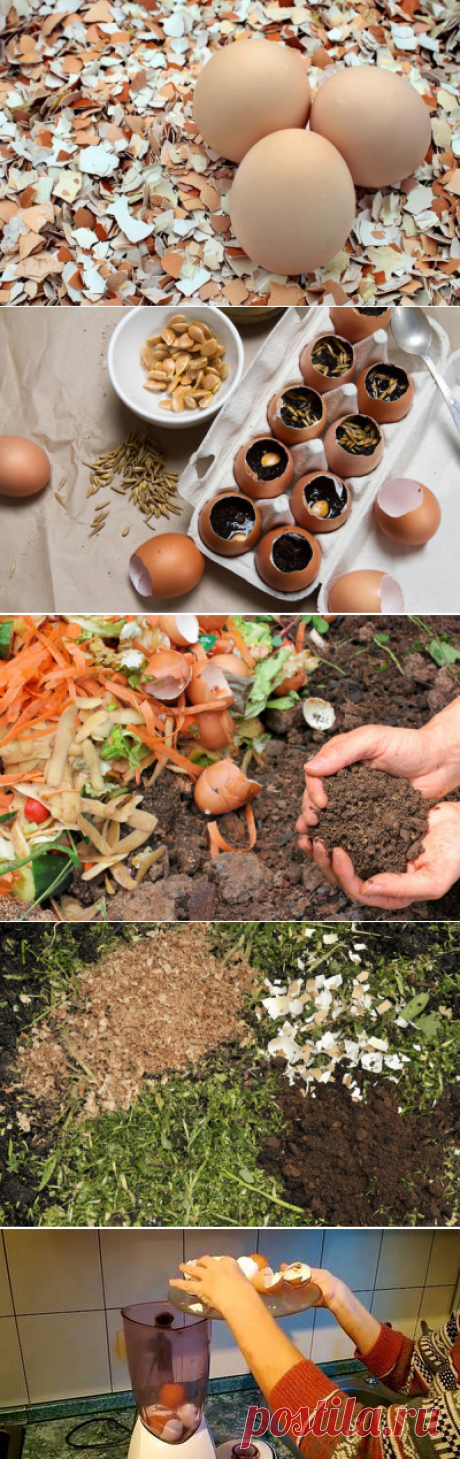 Яичная скорлупа: полезное применение в саду и на огороде