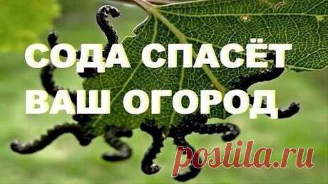 9 СПОСОБОВ ИСПОЛЬЗОВАНИЯ ПИЩЕВОЙ СОДЫ В САДУ и в ОГОРОДЕ

1. Сода от мучнистой росы.
Почти каждому дачнику знакома такая напасть, как мучнистая роса. Справиться с ней вполне под силу пищевой соде. Вот два проверенных рецепта:
Разведите в 1 литре воды 1 ст. л. соды, добавьте 1 ст.л. растительного масла и 1 ст. жидкости для мытья посуды. Смесь залейте в распылитель, хорошенько взболтайте. Опрыскивайте ей растения раз в неделю в облачную, но сухую погоду.
Показать полностью…