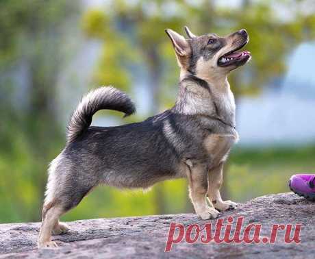 Шведский вальхунд (Вестготский шпиц): опсиание породы собак с фото и видео
