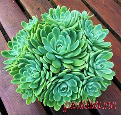 Echeveria Elegans Rose - Suculenta  Nome científico: Echeveria Elegans Nativa do México, essa suculenta tem caule curto e forma rosetas de até 100 folhas. Suas folhas são ovaladas de coloração que vai do verde-limão ao verde-azulado. Muito rustica e de fácil cultivo, é indicada para cultivo em meia sombra e também para ambientes externos em sol pleno, onde ficam lindas ao lado de outras suculentas e cactos, ou como "planta destaque" em jardins de pedra. Na primavera surgem...