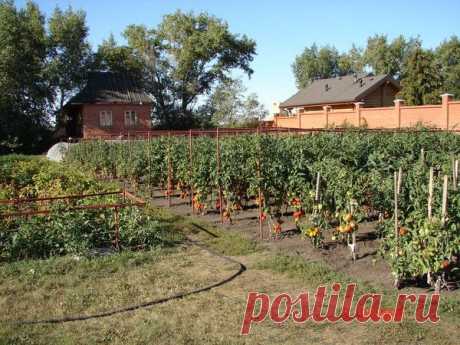 Опыт выращивания томатов от сибирского оргородника — 6 соток
