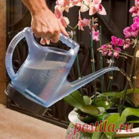 Особенности содержания орхидей в домашних условиях | Цветы в доме (Усадьба)
