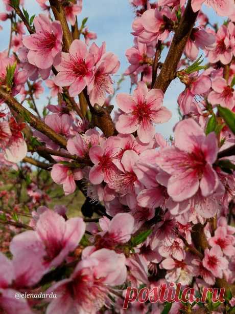 Персиковые сады в Крыму 🌸
