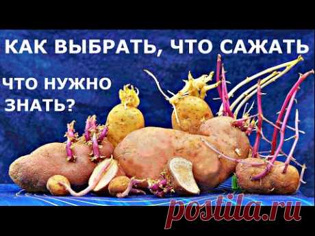 СПОСОБЫ подготовки картофеля к ПОСАДКЕ для ВЫСОКОГО УРОЖАЯ