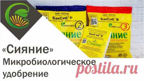 5 популярных биопрепаратов для лохов оказались пустышкой Подборка видео о биоудобренияхСИЯНИЕ КРУЧЕ МИКОРИЗЫ В 1,5 РАЗА! ЭМ увеличивают урожай от 2 до 20 РАЗ и защищает от болезней!! Сияние, микробиологическое удобрение, результаты применения - 96 шт
5 популярных биопрепаратов для лохов оказались пустышкой! Но только НЕ СИЯНИЕ!МИКОРИЗА ДЛЯ...