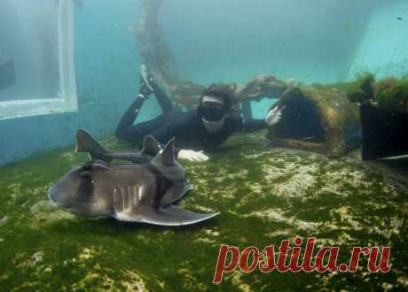 Laguna sharks - Qwant Search