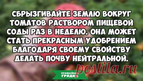 Хотите вырастить сладкие помидоры? Используйте пищевую соду