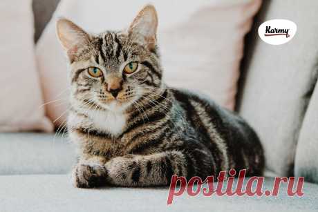 Режим питания кошек | Karmy | Дзен