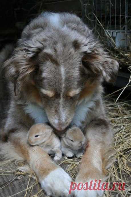 bunnies &amp; pup