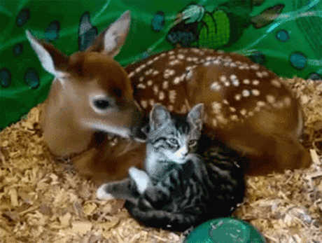 Cat GIF - Find &amp; Share on GIPHY