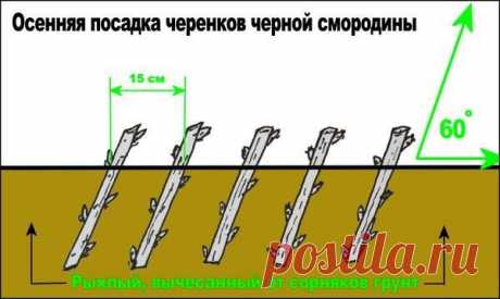 Посадка и уход за черной смородиной. Сорта черной смородины. Видео: как правильно обрезать черную смородину