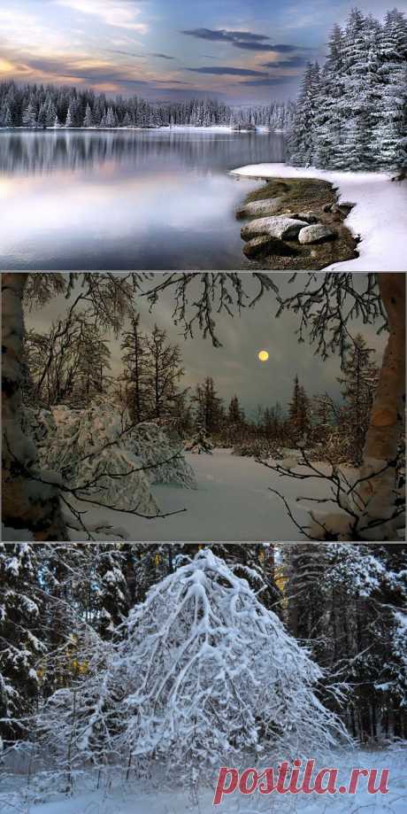 Сказка зимнего леса