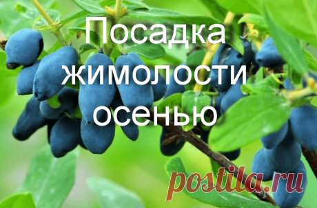 Как правильно посадить жимолость осенью: раскрываем секреты садоводов