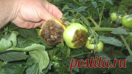 Борьба с фитофторой на помидорах – самые эффективные средства Борьба с фитофторой на помидорах – самые эффективные средства