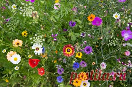 Клумба из многолетников непрерывного цветения, таблица видов со сроками цветения многолетников в саду