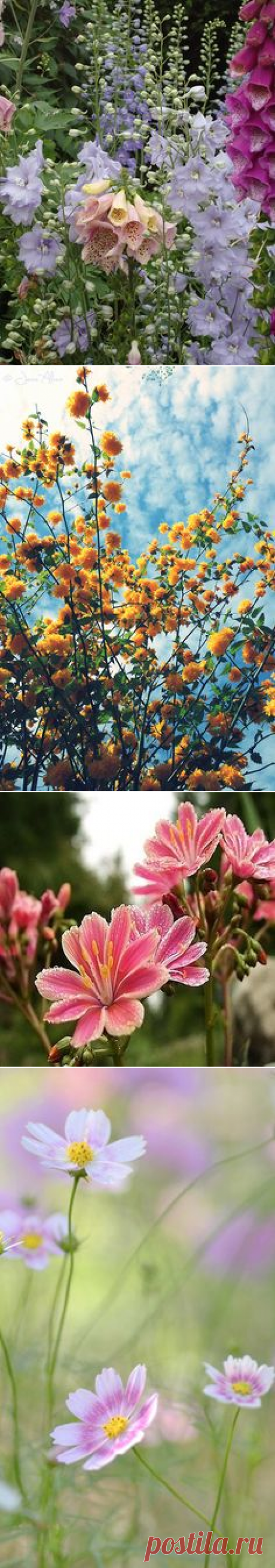 (1077) Poppies, Popcorn flowers, Lupine - California | California