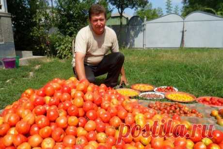 «Волшебный бальзам» для роста помидоров от садовода-огородника Владимира Андриянина.