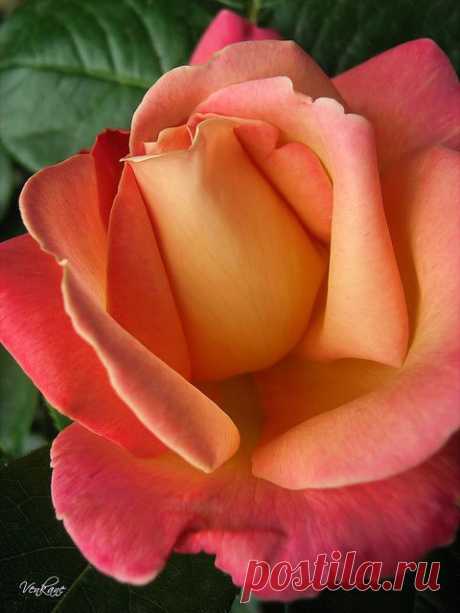 Apricot Color Rose | Flowers
