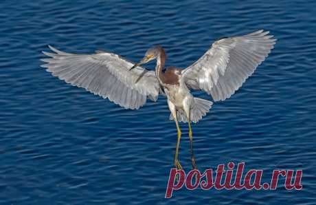 tricolored heron The landing