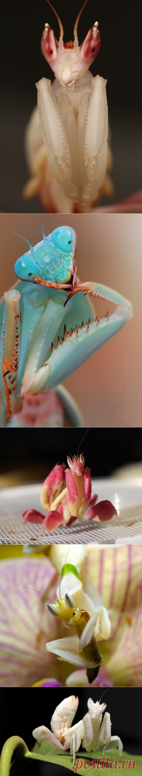 Орхидейный богомол (Hymenopus coronatus) - Мастерок.жж.рф