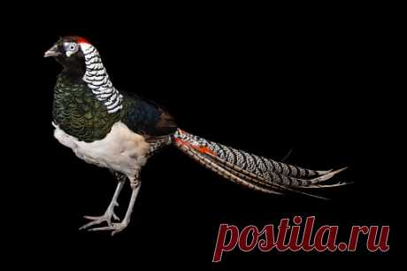 A Male Satyr Tragopan Tragopan Satyra At Pheasant Heaven Stock Photo | Getty Images