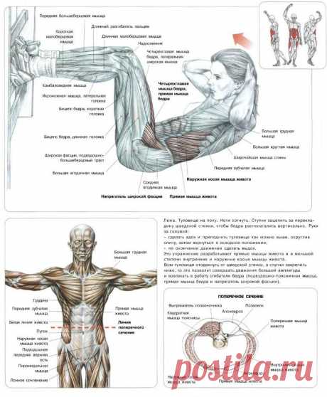 ПРЕСС. Подъемы туловища у гимнастической стенки. Упражнение направлено на проработку прямых мышц живота (на них приходится основная часть нагрузки) и в меньшей степени – наружных и внутренних косых мышц живота.