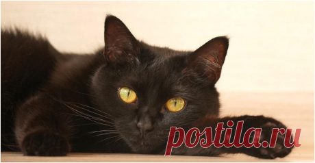 9 причин завести в доме черного кота | Мур - Мяу | Дзен