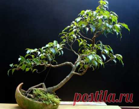 Миниатюрный фикус «Наташа»: как вырастить на подоконнике изящное растение