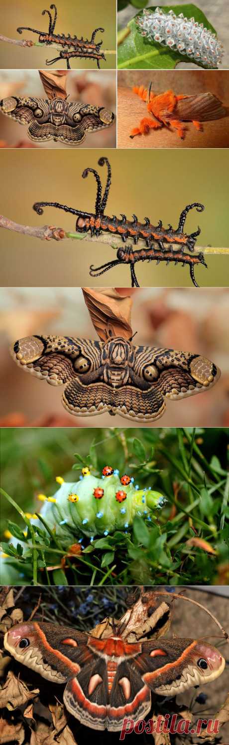10 необычных превращений гусениц в мотыльков