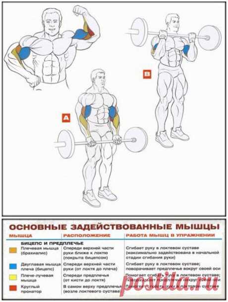 Упражнения + анатомия на мышцы бицепсаСохраняй себе на стену. / Спорт Сильных!