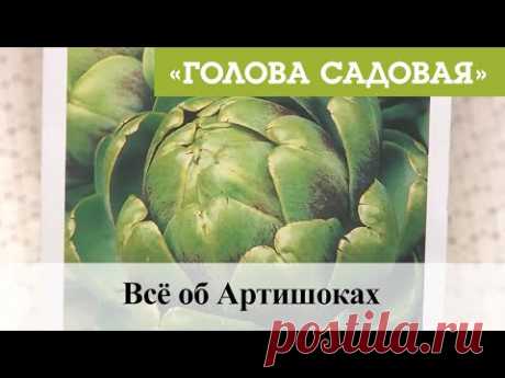 Голова садовая - Всё об Артишоках