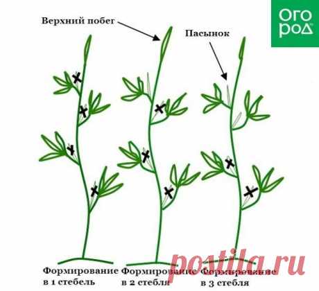 Как правильно пасынковать помидоры и нужно ли вообще это делать | Томаты (Огород.ru)