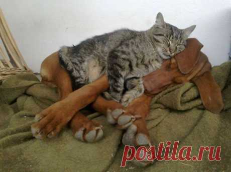 21+ Cats Who Use Dogs As Pillows | Bored Panda