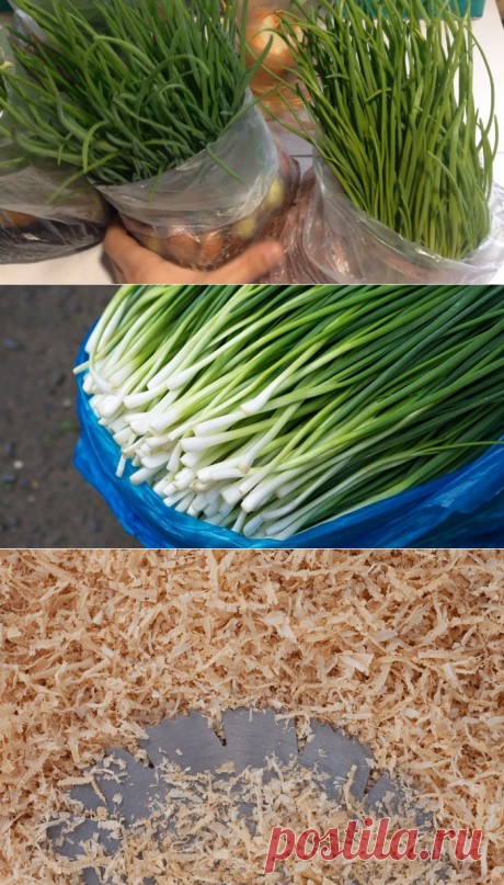 Дачный участок     Вот как выращивать зеленый лук без земли и горшка: гениальный метод!