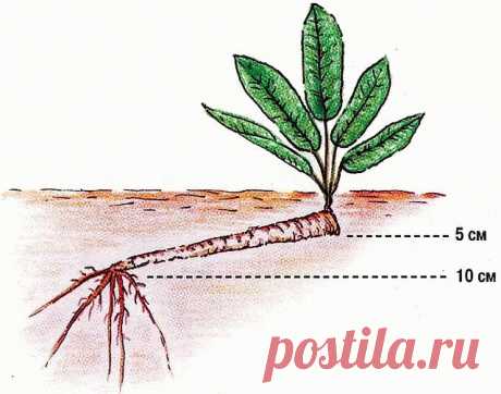 Как вырастить хрен на огороде