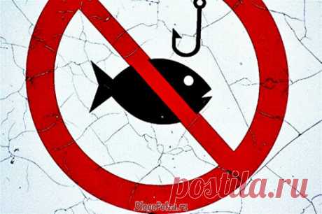 Закон о рыбалке 2019: какую рыбу ловить и когда, запреты, список разрешённой рыбы для ловли в 2019 году | BlogoPolza