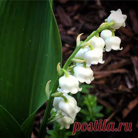 Elissa в Instagram: «More spring beauties every day! #flowers #garden #spring» 10 отметок «Нравится», 1 комментариев — Elissa (@mrs_cham) в Instagram: «More spring beauties every day! #flowers #garden #spring»