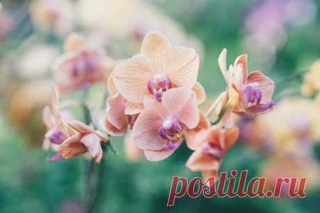 Простые советы по выращиванию орхидеи / Домоседы