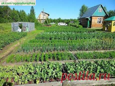 ПАМЯТКА ОГОРОДНИКА

Лук:
- Перед посадкой: 1 ст.ложка соли на 1 литр воды залить на 3 часа.
- После соли: темный раствор марганцовки на 2 часа. Обязательно промыть.
Показать полностью…