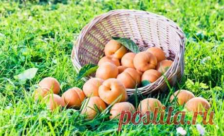 7 лучших зимостойких сортов абрикосов | В саду (Огород.ru)