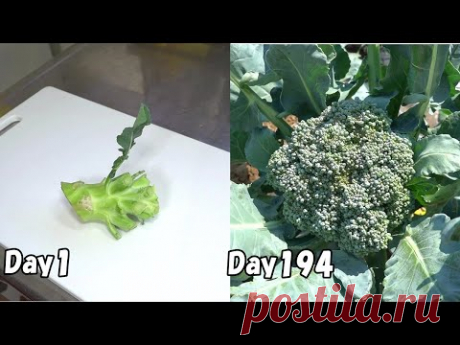 Как вырастить брокколи из покупной брокколи