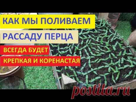 Хотите чтобы рассада была крепкой поливайте правильно в первые 10 дней после всхода