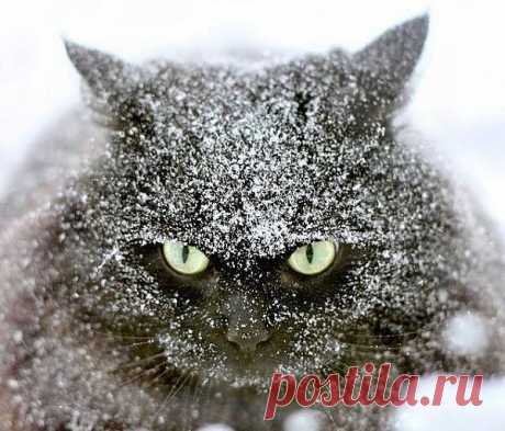 Снежный кот.