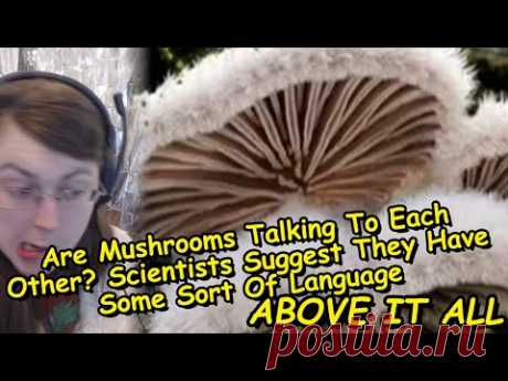 Ученые: грибы разговаривают друг с другом, у них есть минимум 50 слов